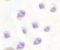 Platelets