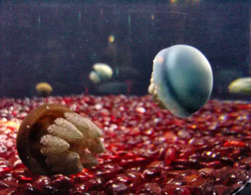 Catostylus mosaicus (Blubber Jellyfish)