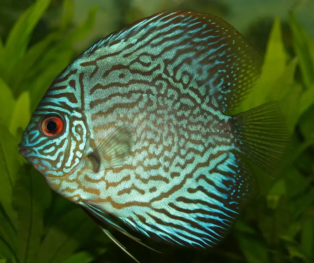 Symphysodon spp.