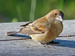 Blue Grosbeak female