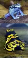 Poison Dart Frog