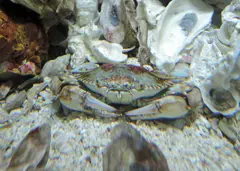 Blue Crab (Callinectes sapidus)