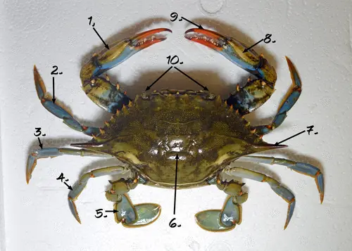 BlueCrab 0540 W