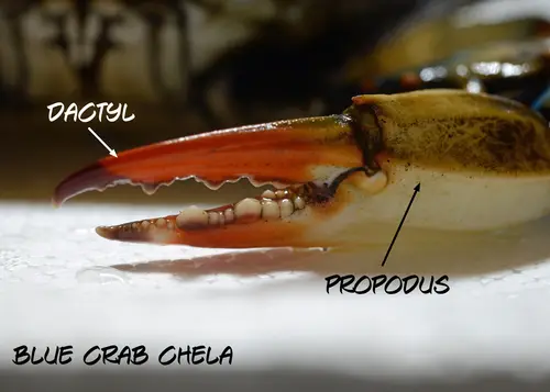 BlueCrab 0547 W