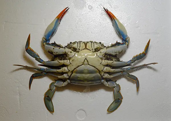 BlueCrab 0553 W