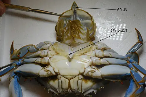 BlueCrab 0609