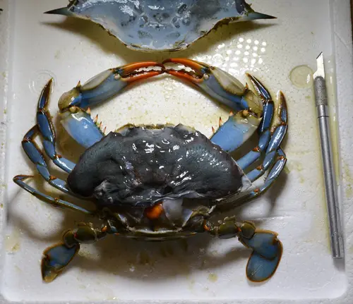 BlueCrab 0618