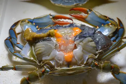 BlueCrab 0619