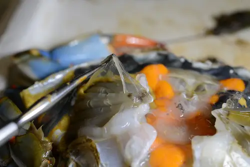 BlueCrab 0647