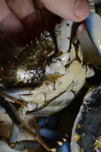 BlueCrab 0655
