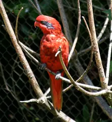 Blue-streaked Lory