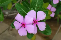 Periwinkle