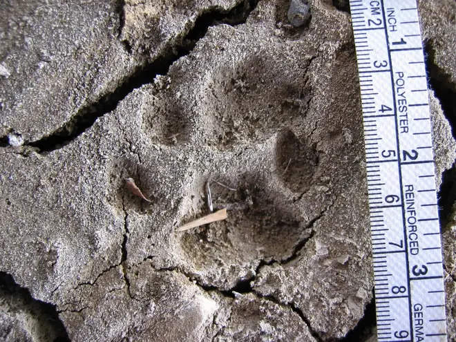 Bobcat (Lynx rufus) track
