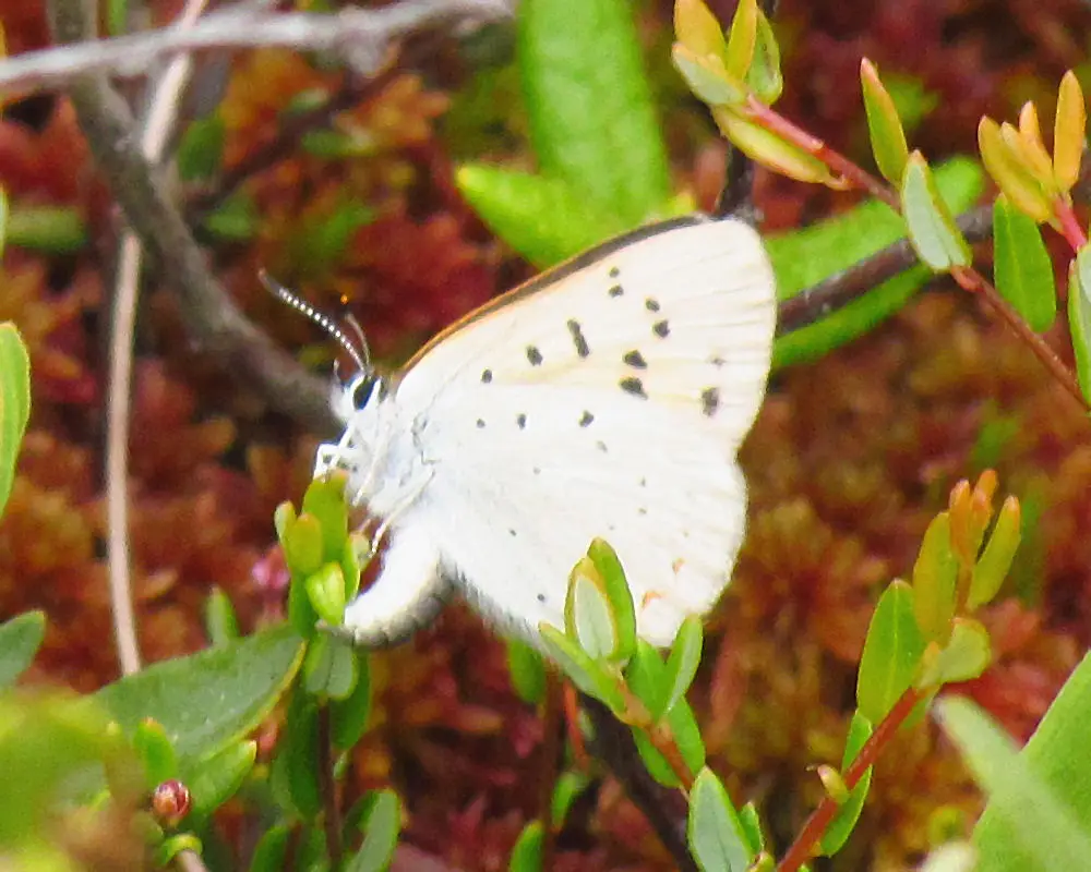 Lycaena epixanthe