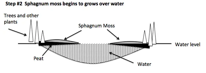 Bog succession 2