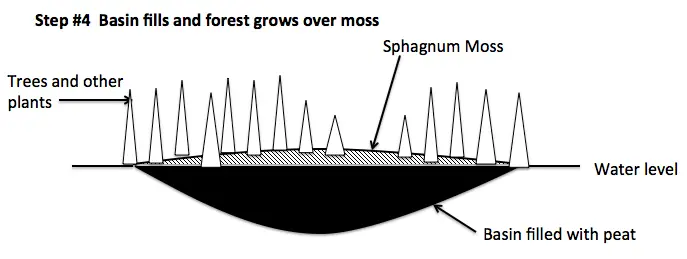 Bog succession 4
