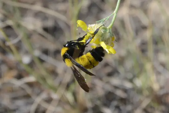 Southern Plains Bumble Bee (Bombus fraternus)