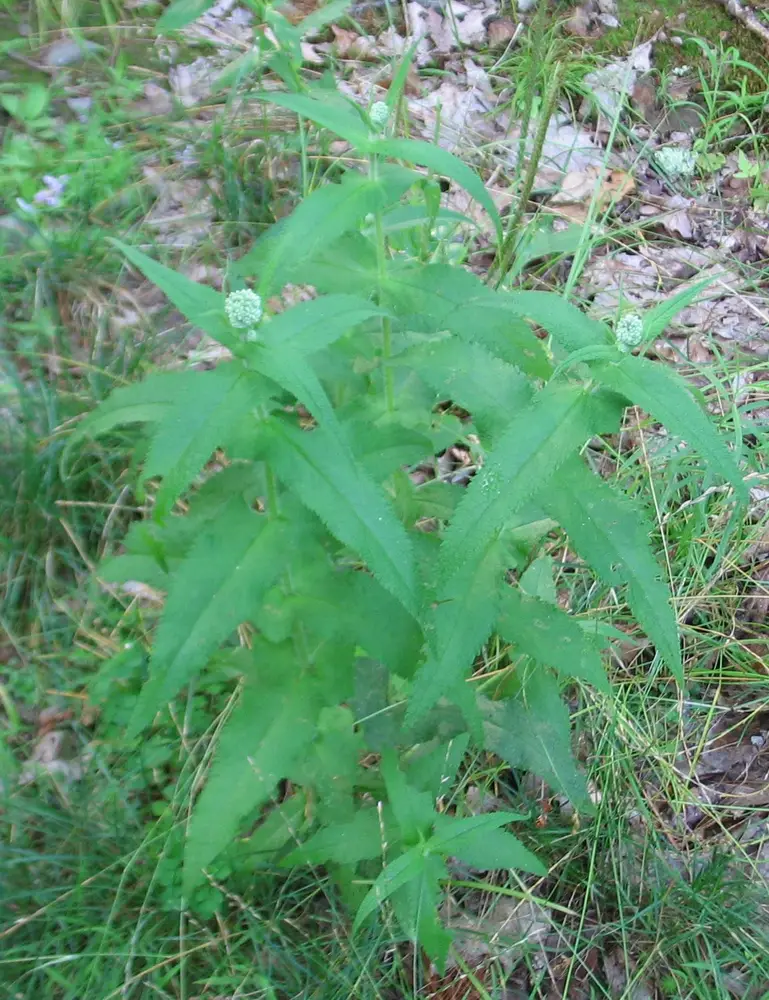 Boneset