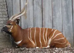 Bongo