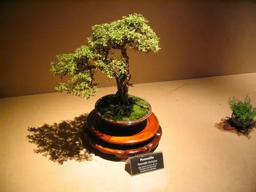 Bonsai IMG 6421