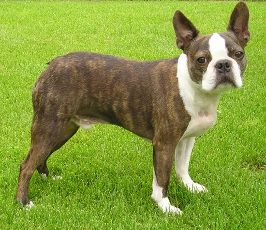 BostonTerrierBrindleStand w