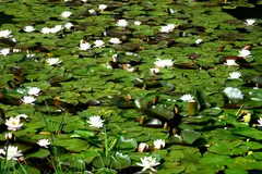Lily pad