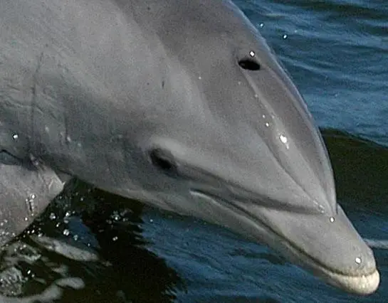 Tursiops truncatus