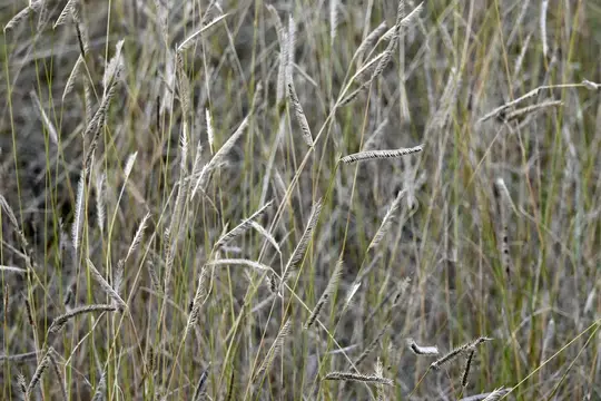 Blue Grama (Bouteloua gracilis)