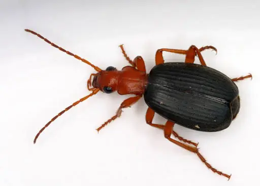 Coleoptera