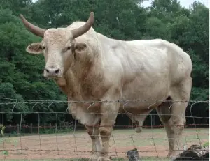 Brahman2644
