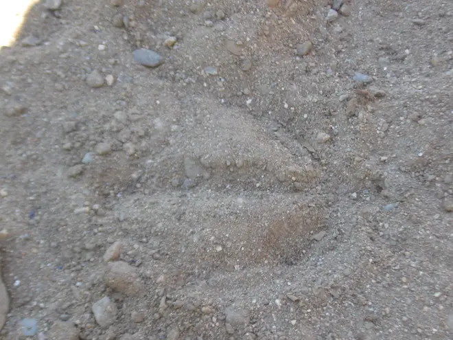 Branta canadensis track