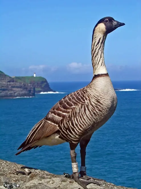 Branta sandvicensis -Kilauea Point National Wildlife Refuge, Hawaii, USA-8