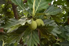 Breadfruit