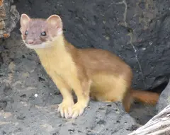 Bridled weasel