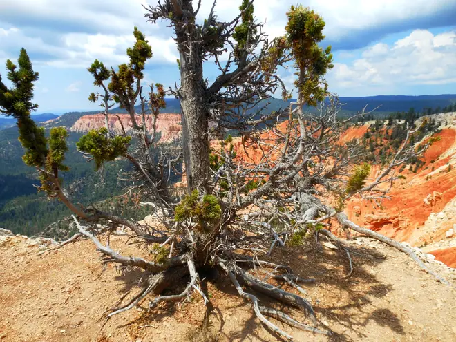 Bristlecone from Bryce Canyon
