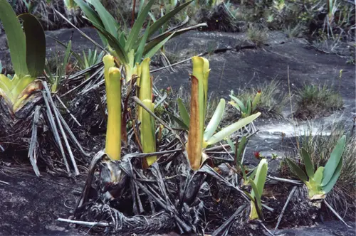 Brocchinia reducta (A bromeliad)
