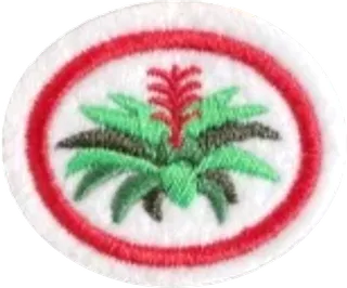 Bromeliads patch