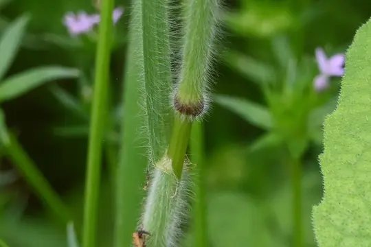 Japanese Brome (Bromus japonicus) showing protective hairs on Culm and Blade