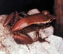 Richmond's coquí, a.k.a. Bronze coquí (Eleutherodactylus richmondi)