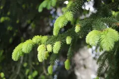 Spruce