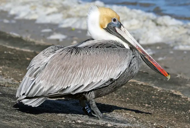 Brown Pelican21K