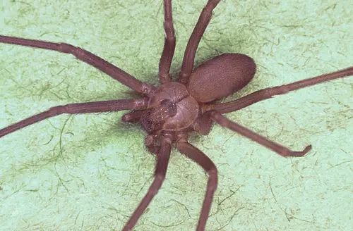 Loxosceles reclusa