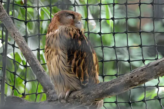Philippine Eagle-Owl (Bubo philippensis)
