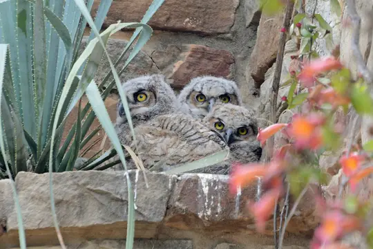 Great Horned Owl (Bubo virginianus)