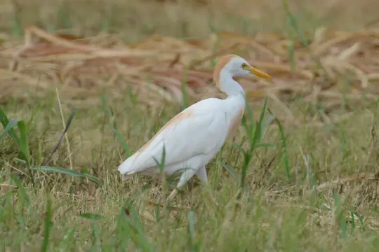 Cattle Egret (Bubulcus ibis)