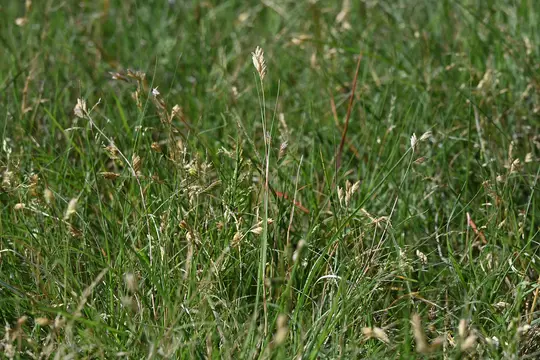 Buffalograss (Buchloe dactyloides)