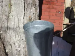Bucket hanging on a tap.
