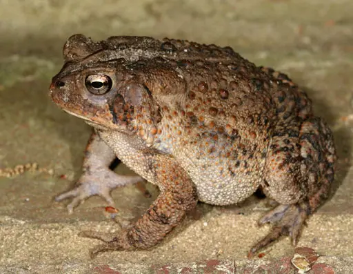 Bufo americanus
