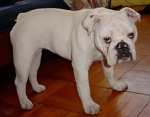 Bulldog standing