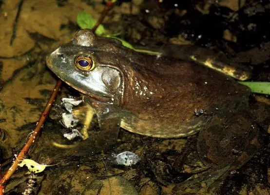 Lithobates catesbeianus (American Bullfrog) Frogs and Toads